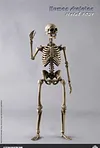 COOMODEL NOBS011 THE HUMAN SKELETON DIECAST ALLOY 1/6 Model
