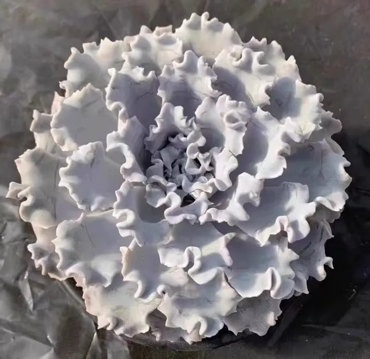 plant Aeonium Echeveria Haworthia  Caudex  Lithops Cactus  Agave 