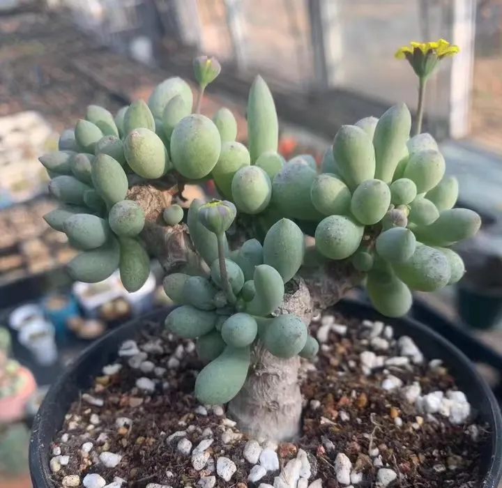 plant Aeonium Echeveria Haworthia  Caudex  Lithops Cactus  Agave 