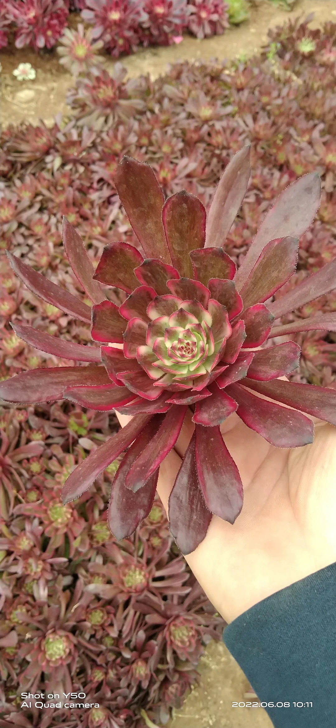 plant Aeonium Echeveria Haworthia  Caudex  Lithops Cactus  Agave 