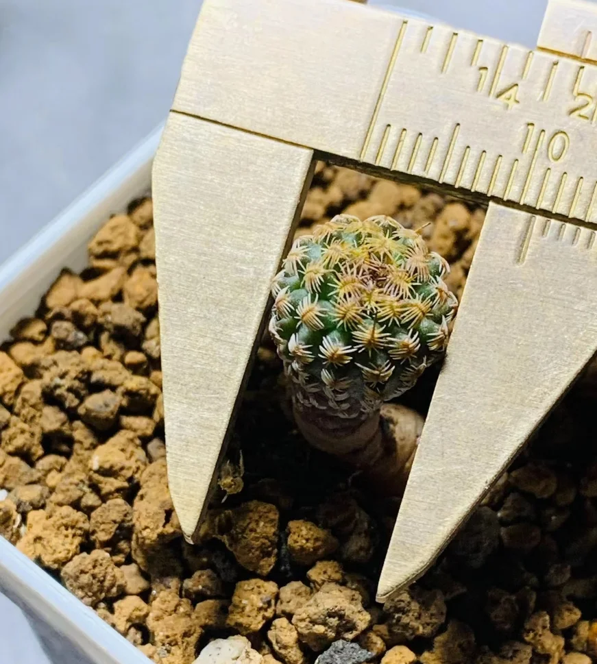 plant Aeonium Echeveria Haworthia  Caudex  Lithops Cactus  Agave 