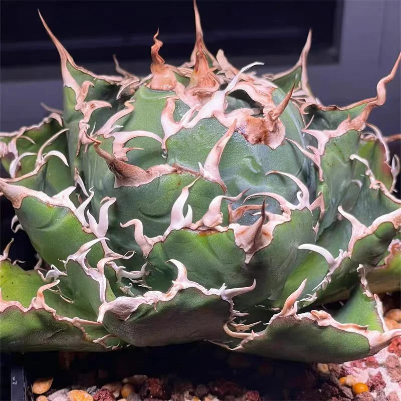 fk6.Agave Titanota white whale 7cm/Agave plants / Succulent plants / Garden landscape / Carefully select healthy plants