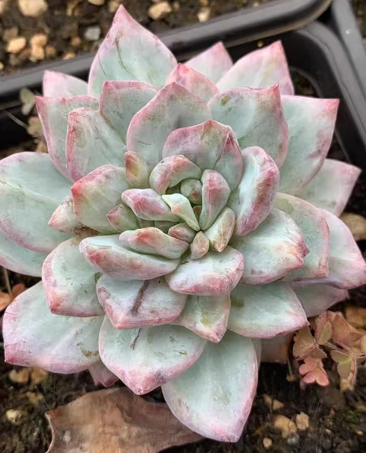 plant Aeonium Echeveria Haworthia  Caudex  Lithops Cactus  Agave 