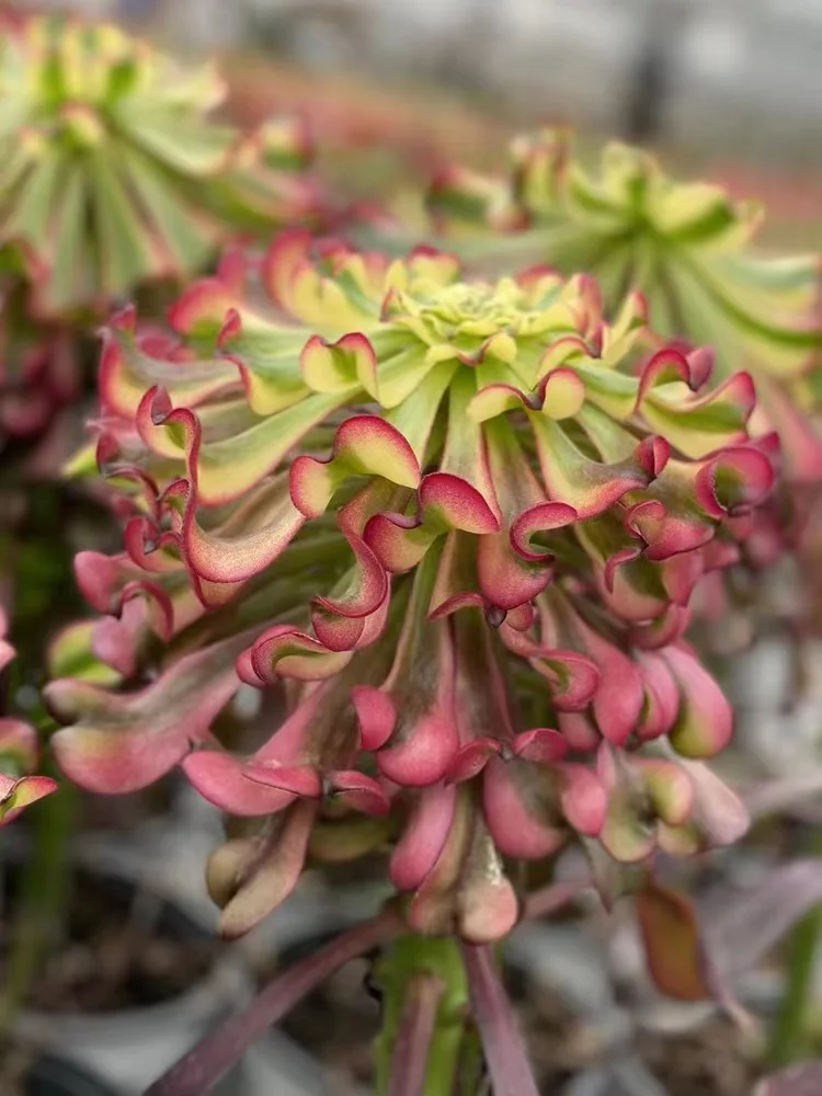 320.wu tian ji . single head and cutting/ Aeonium /Succulent plants / Garden landscape / Carefully select healthy plants