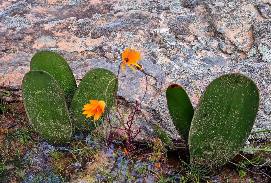 plant Aeonium Echeveria Haworthia  Caudex  Lithops Cactus  Agave 