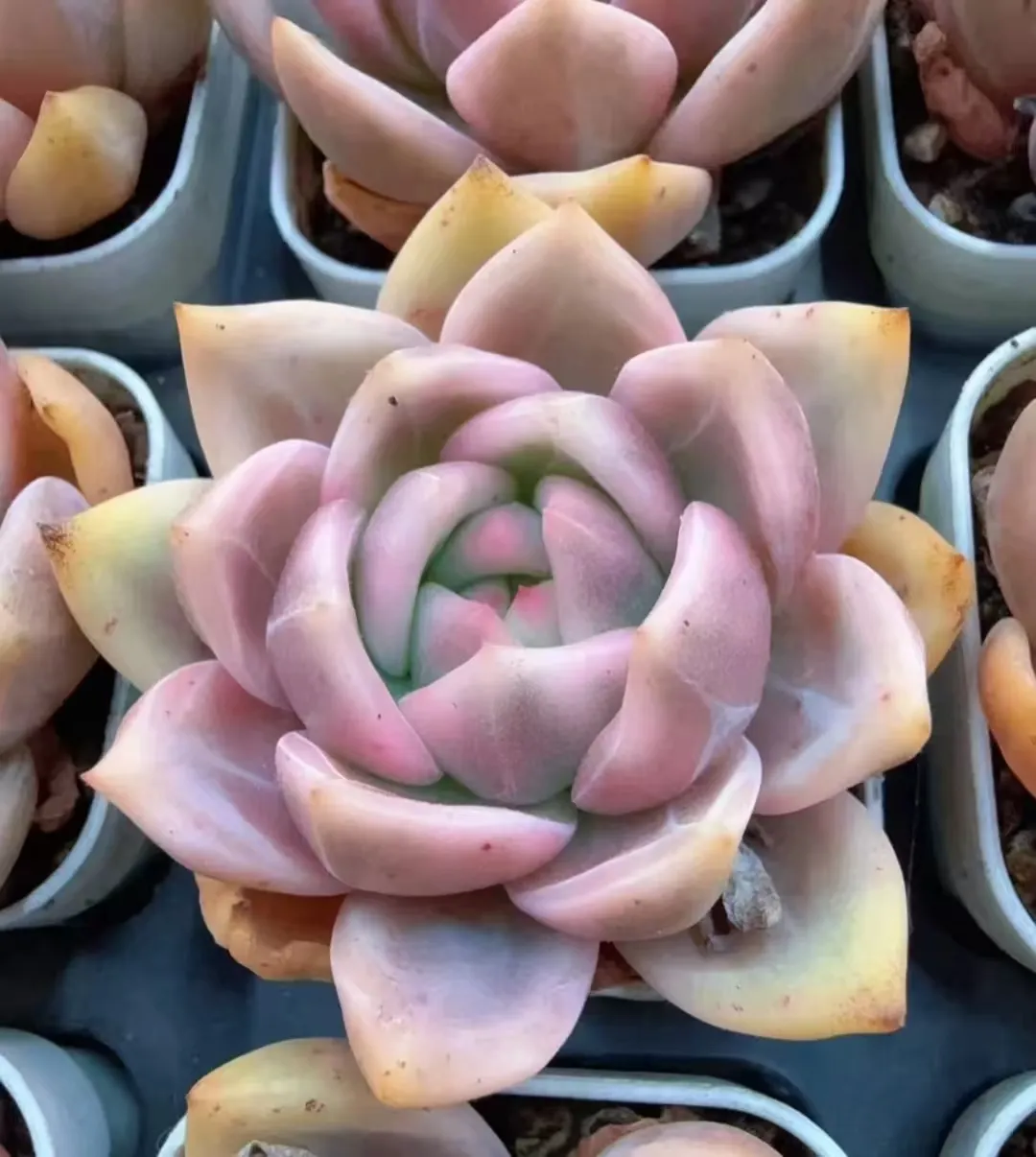 plant Aeonium Echeveria Haworthia  Caudex  Lithops Cactus  Agave 