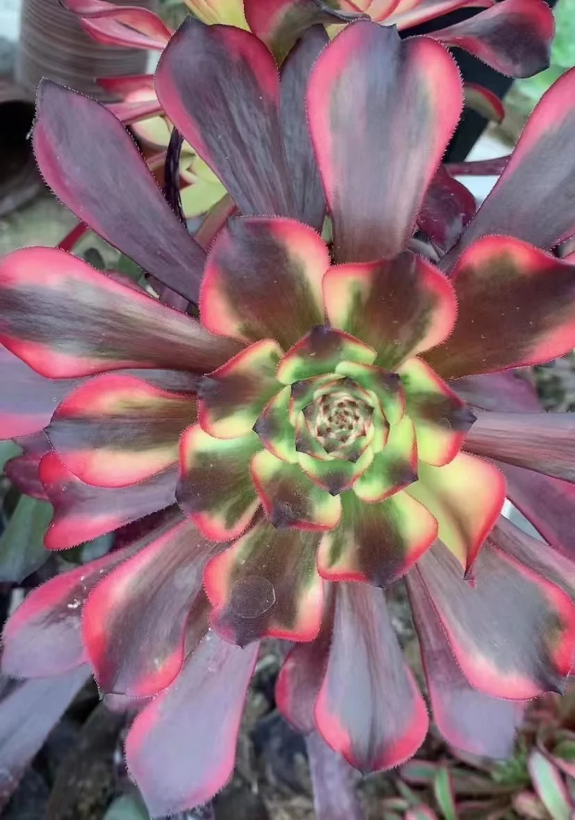 plant Aeonium Echeveria Haworthia  Caudex  Lithops Cactus  Agave 