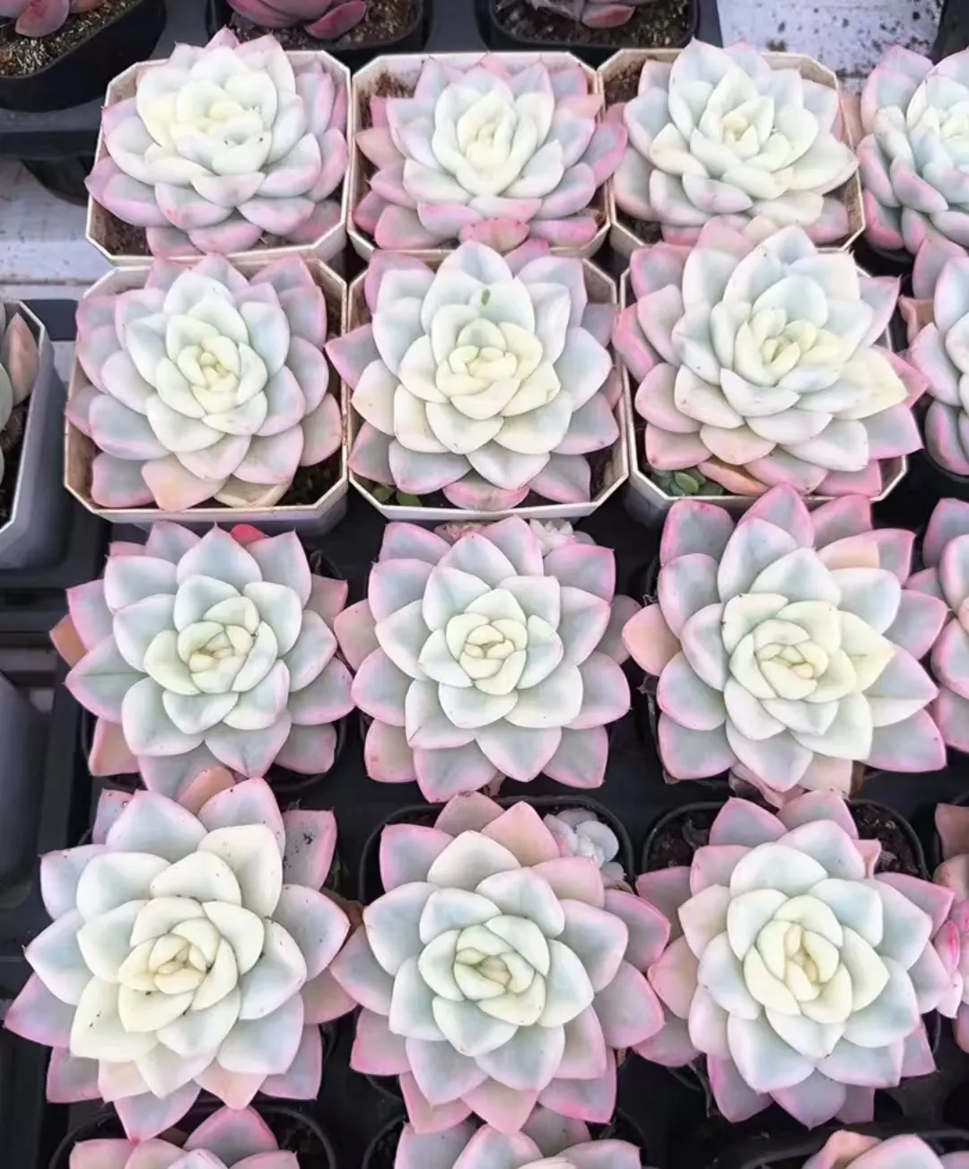 plant Aeonium Echeveria Haworthia  Caudex  Lithops Cactus  Agave 