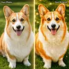 Custom Pet Diamond Painting Kit
