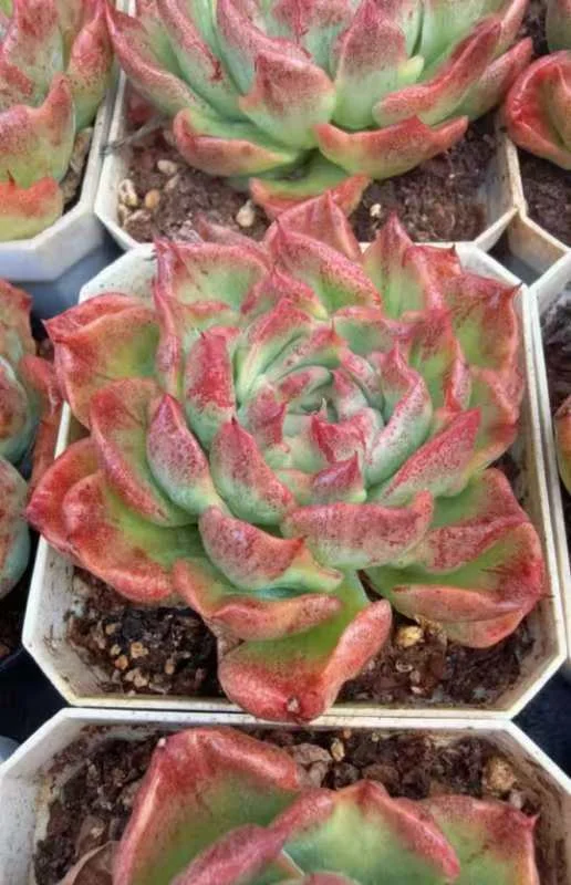 plant Aeonium Echeveria Haworthia  Caudex  Lithops Cactus  Agave 