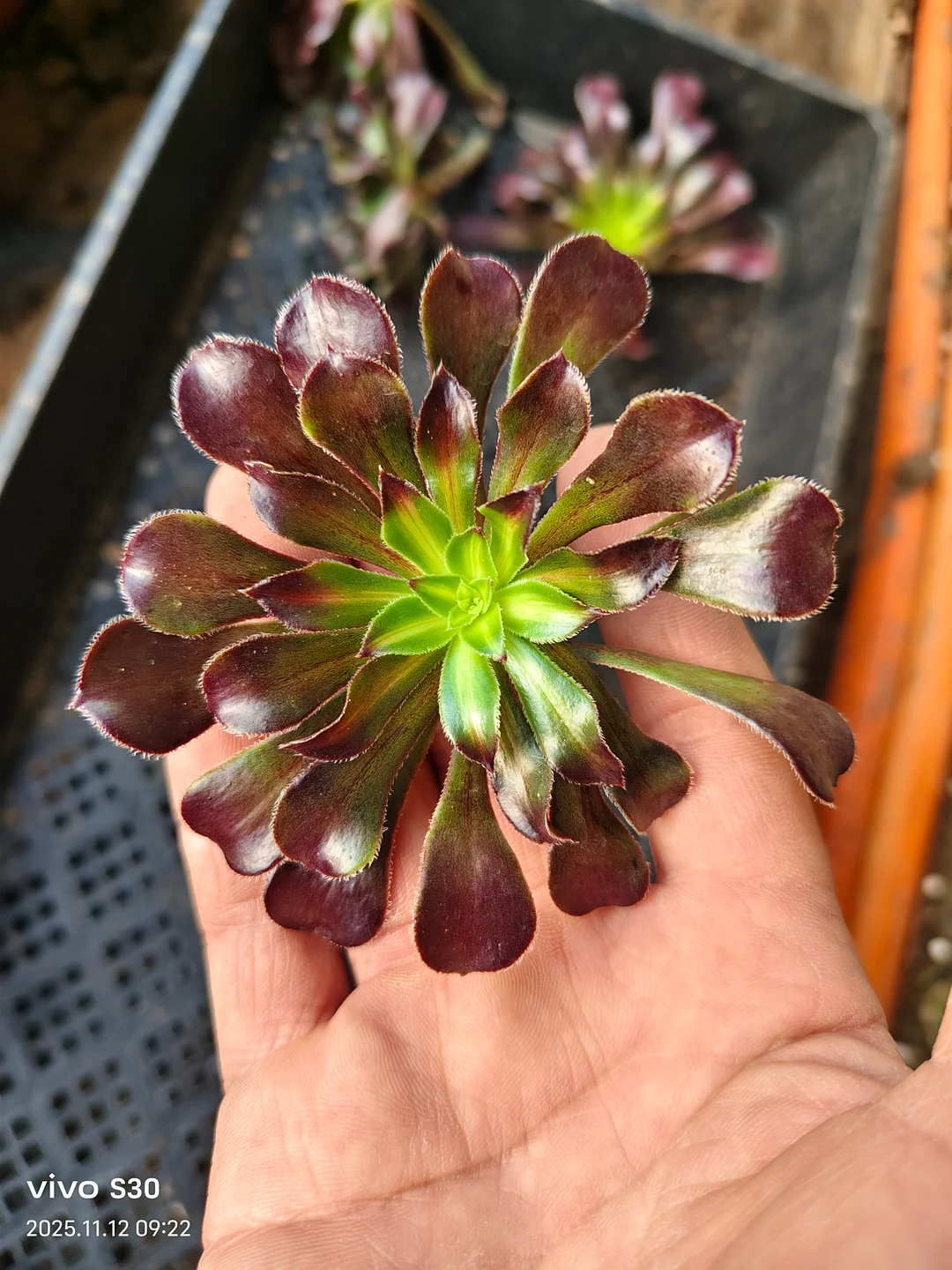 plant Aeonium Echeveria Haworthia  Caudex  Lithops Cactus  Agave 