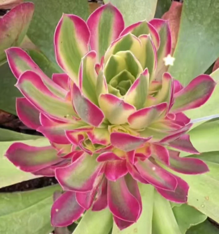 plant Aeonium Echeveria Haworthia  Caudex  Lithops Cactus  Agave 