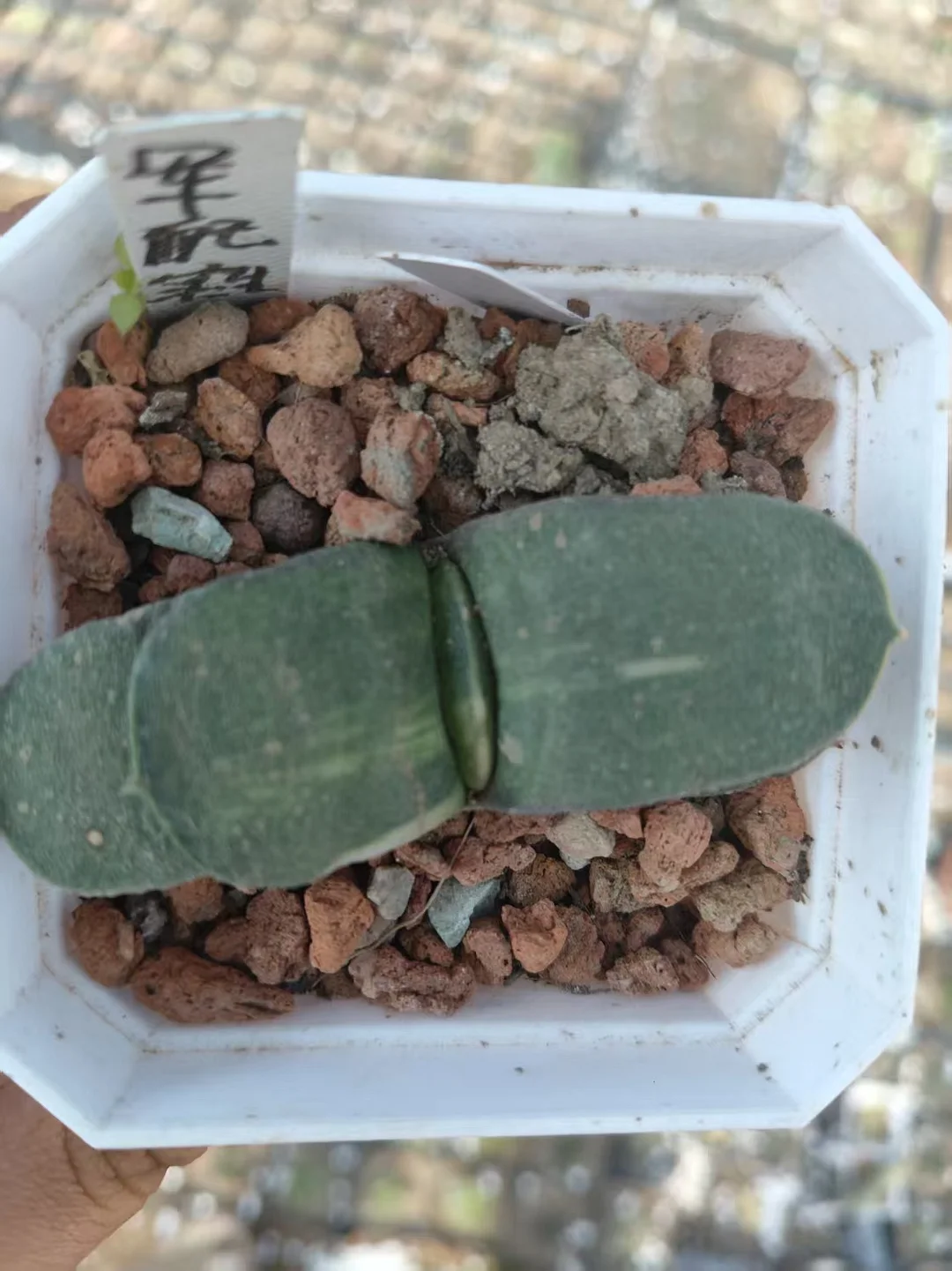 onestock.warship Gasteriea armstrongii f.variegata 5cm/ Haworthia/ Succulent plants / Garden landscape / Carefully select healthy plants