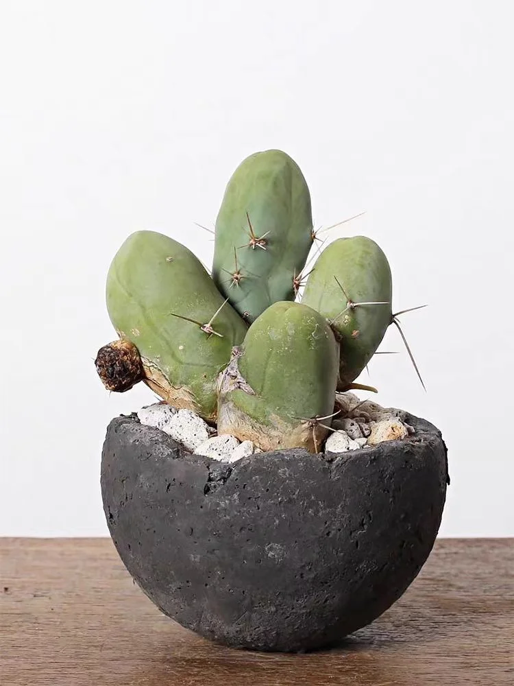 650. Echinopsis bridgesii salm singulare single head 6-7cm /Cactus plants / Succulent plants/Garden landscape / Carefully select healthy plants