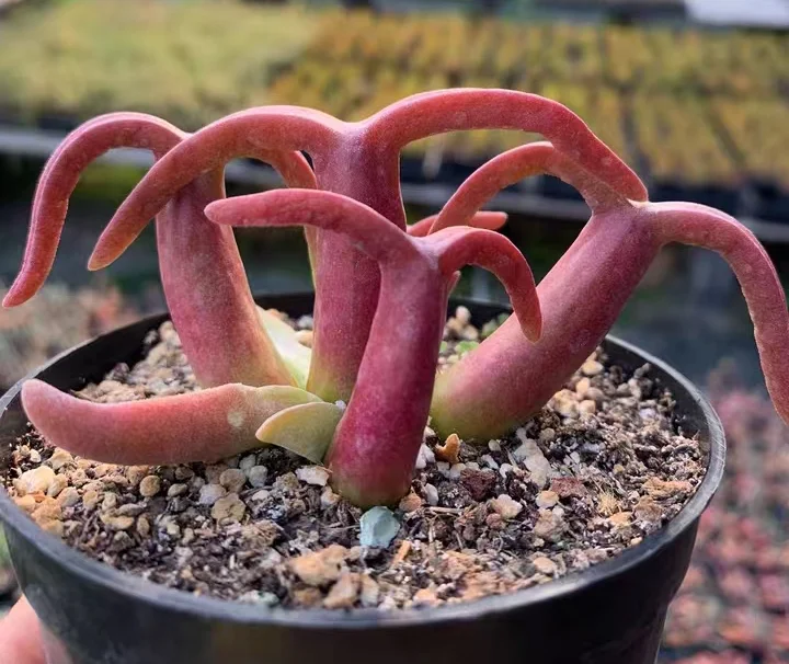 plant Aeonium Echeveria Haworthia  Caudex  Lithops Cactus  Agave 