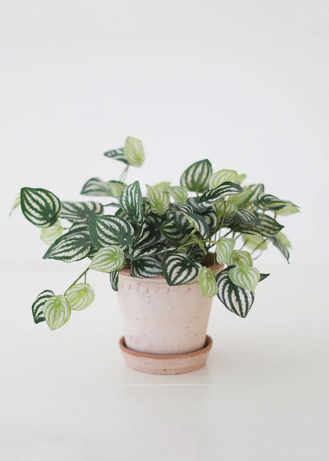 Artificial Natural Touch Watermelon Peperomia - 13"
