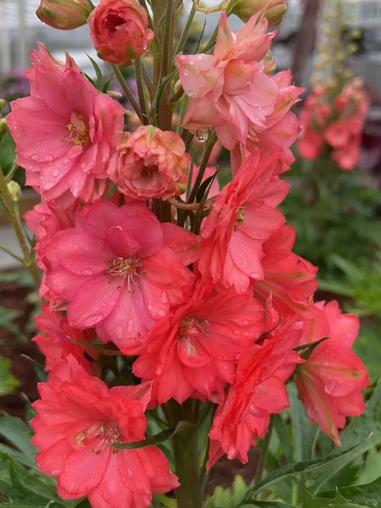 Delphinium Seeds-Mixed 7 Colors
