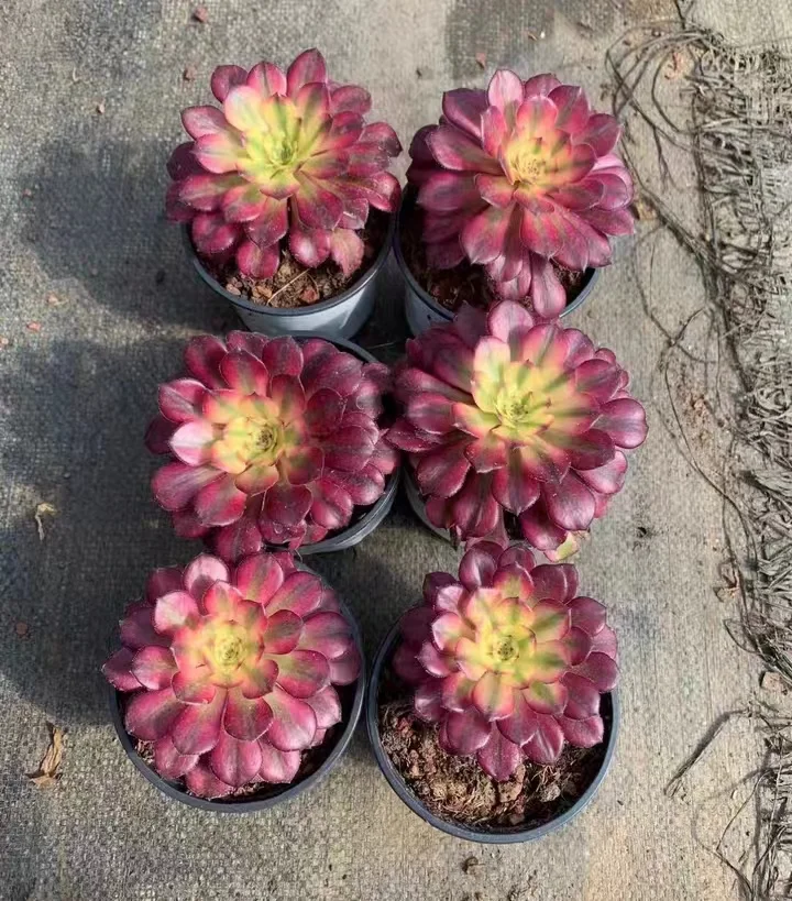 plant Aeonium Echeveria Haworthia  Caudex  Lithops Cactus  Agave 