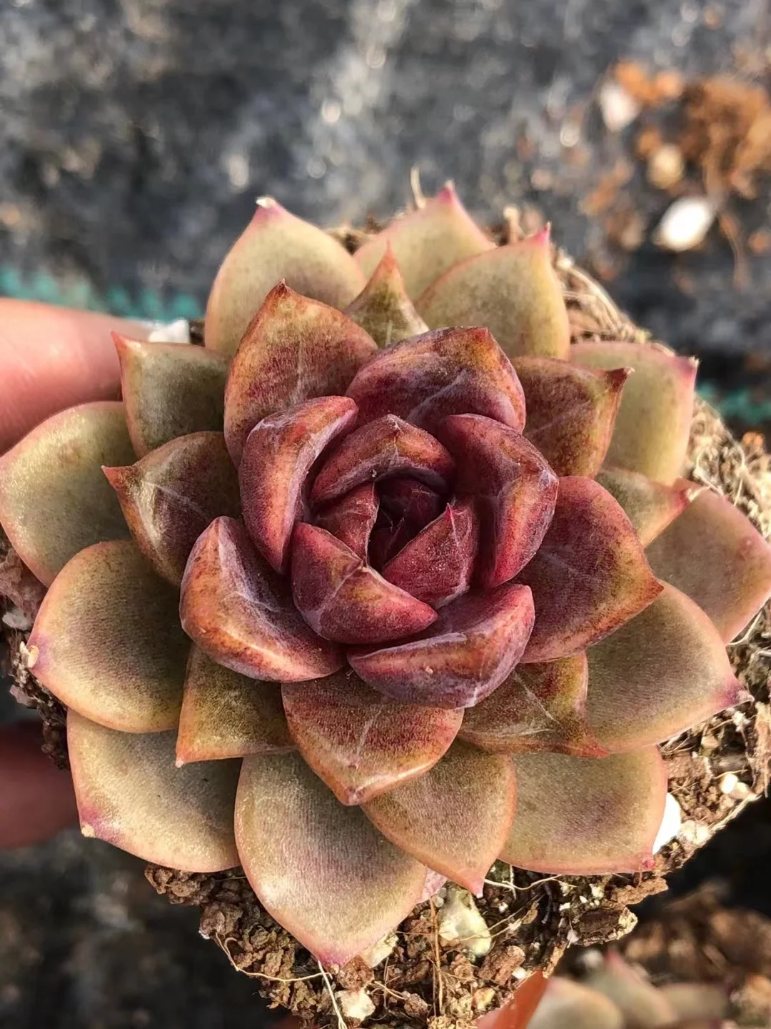 511.Echeveria Chocolate Mousse. single head and cluster/Echeveria / Succulent plants / Garden landscape / Carefully select healthy plants