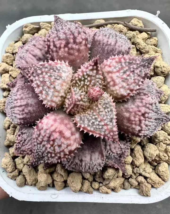 98. Rainbow city  5-6cm single head  / Haworthia/ Succulent plants / Garden landscape / Carefully select healthy plants