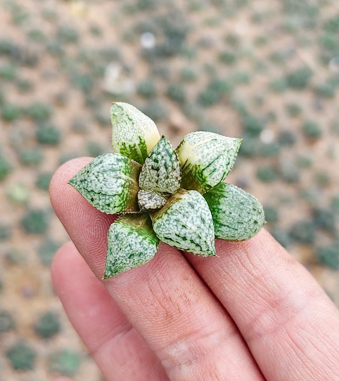 plant Aeonium Echeveria Haworthia  Caudex  Lithops Cactus  Agave 