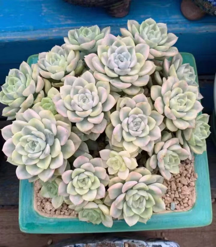 plant Aeonium Echeveria Haworthia  Caudex  Lithops Cactus  Agave 