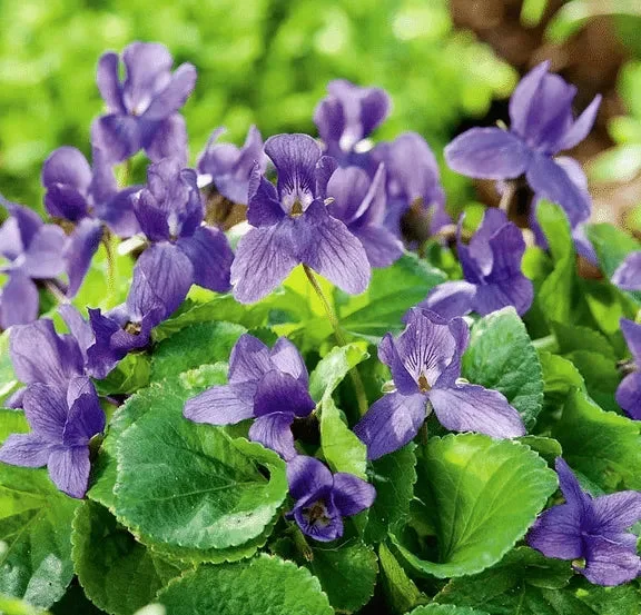 Sweet Violet Seeds (Viola odorata) - Packung mit 40+ Samen