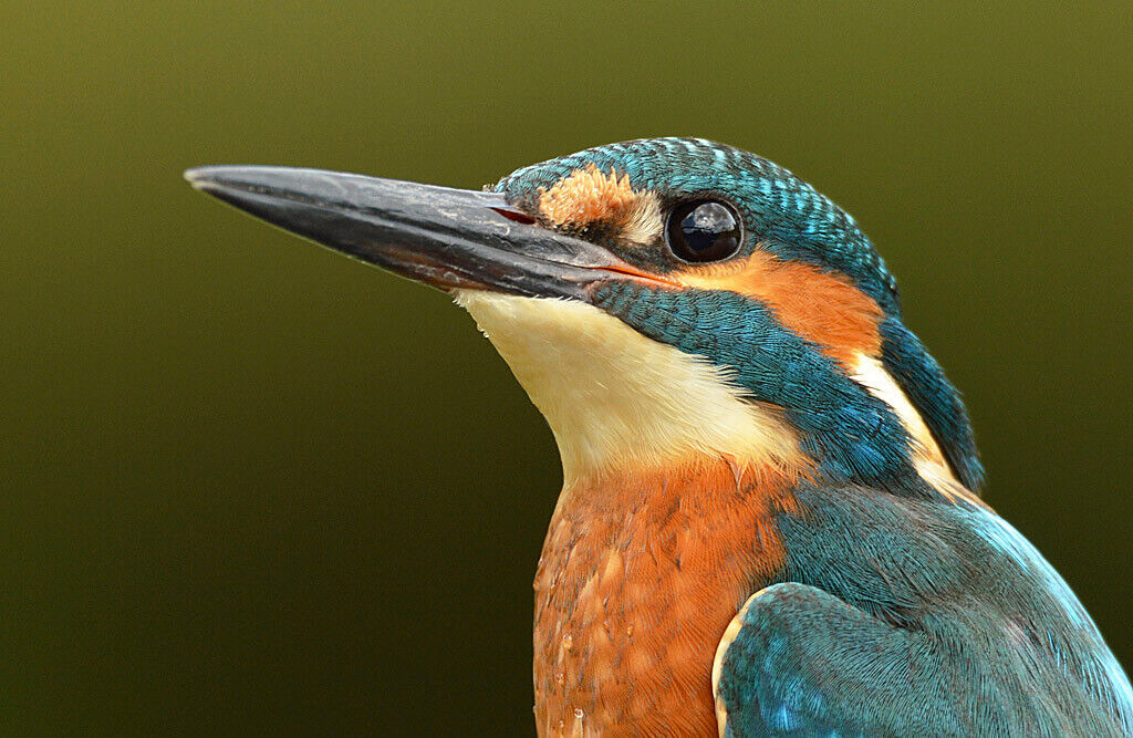 Kingfisher wildlife 12x8 inch print picture