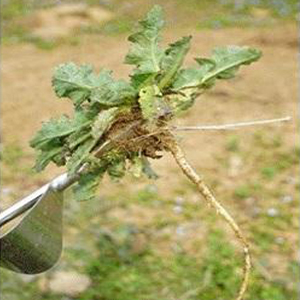 Slender Root System