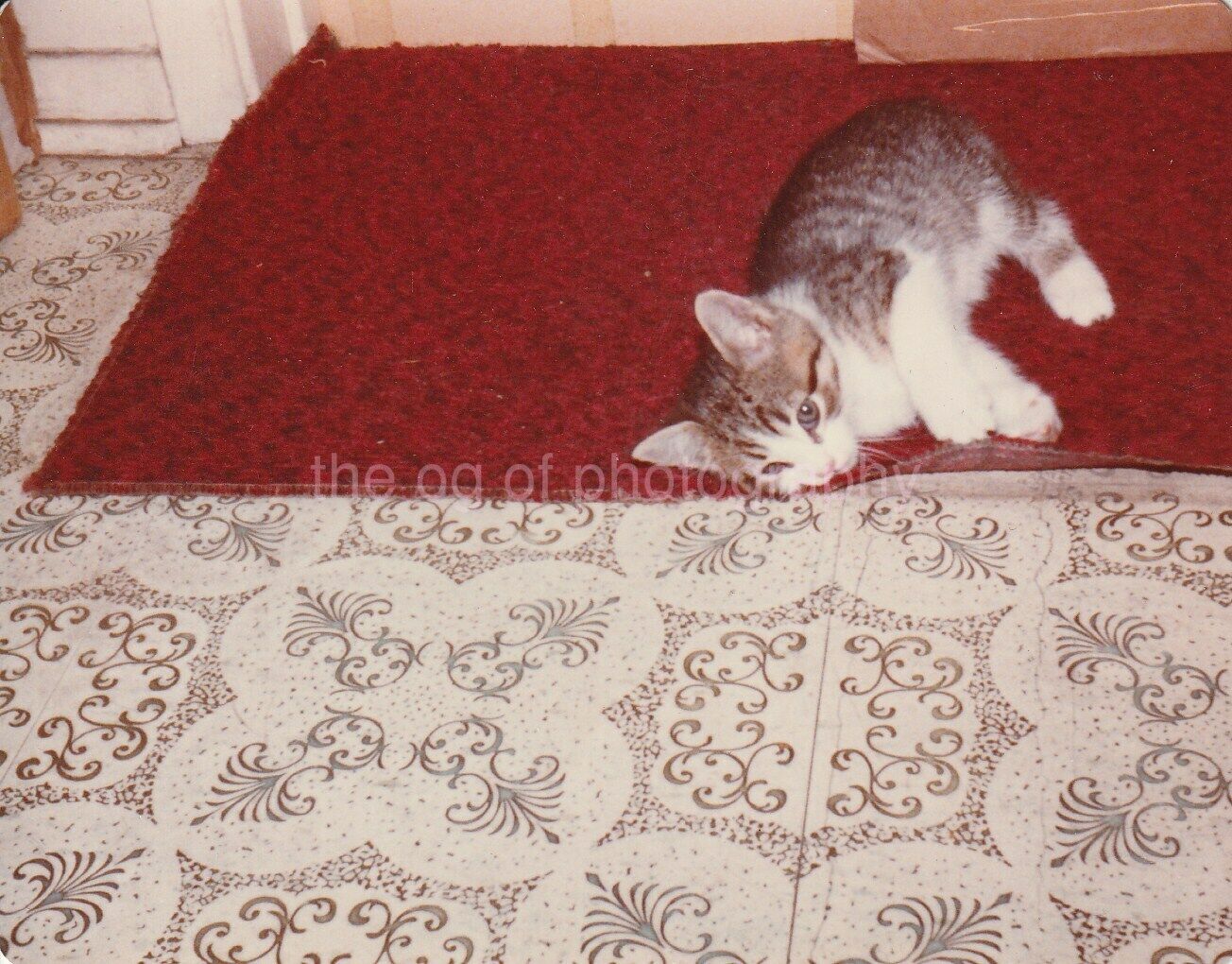 Pooped Cat FOUND Photo Poster painting ColorOriginal Snapshot VINTAGE 95 30 B