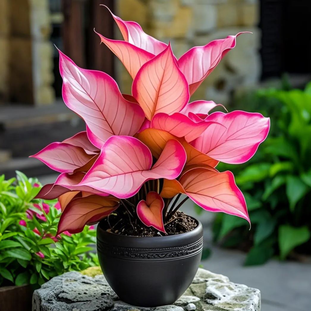 Fantasy Pink-Potted Alocasia Bulbs 🍃