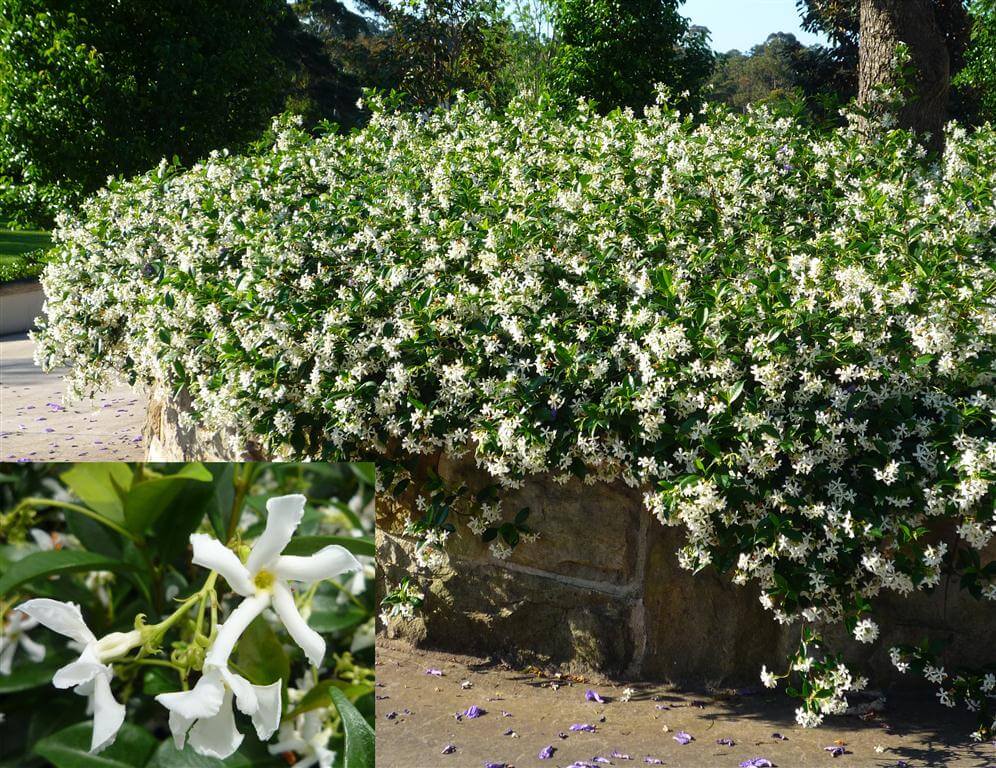 Star Jasmine Climber & Ground Cover | Trachelospermum Jasminoides