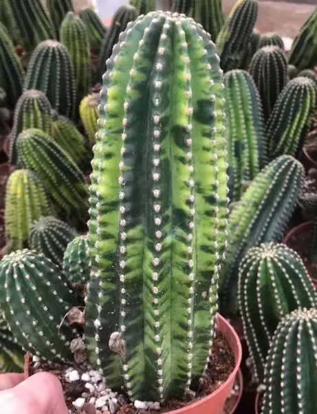 plant Aeonium Echeveria Haworthia  Caudex  Lithops Cactus  Agave 