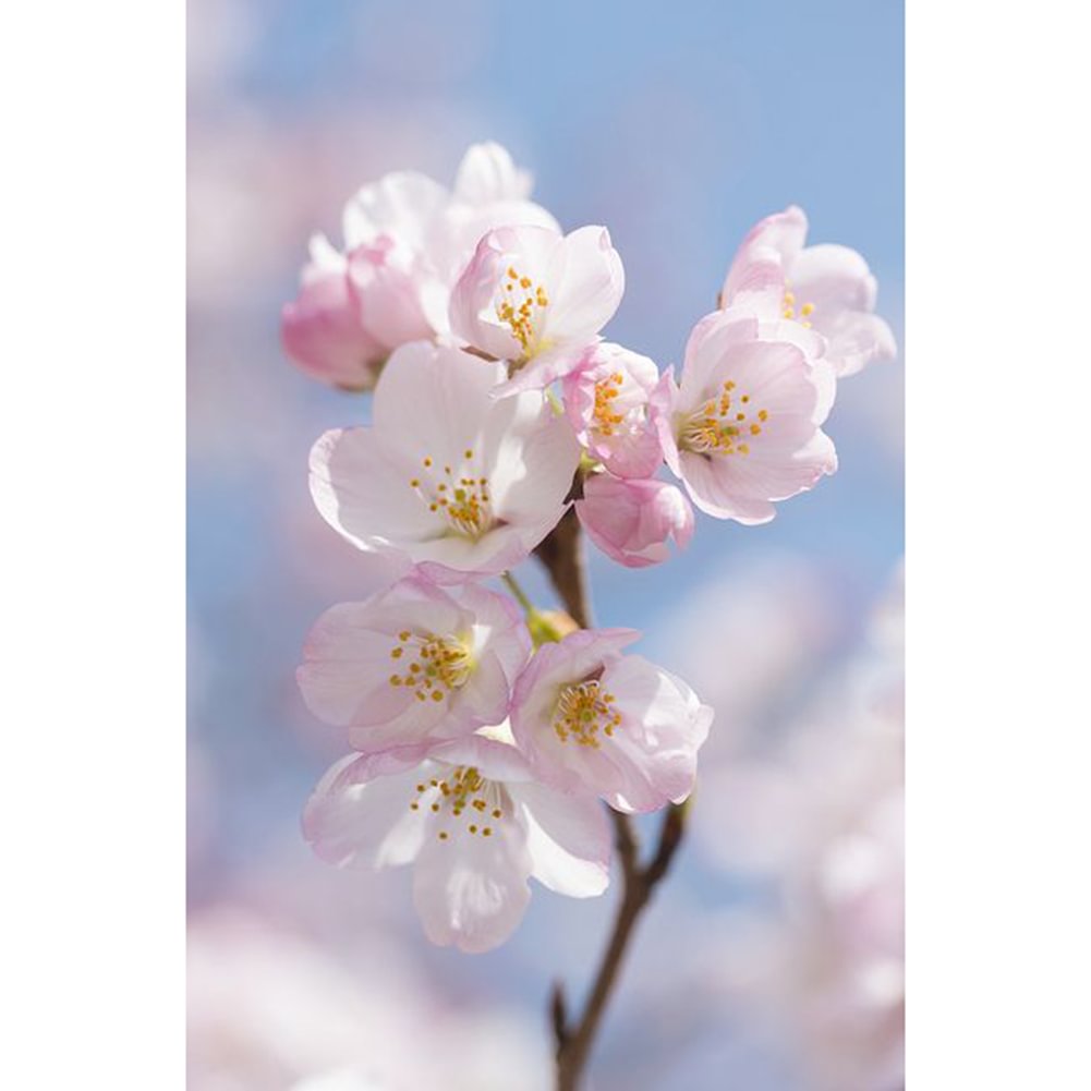 Cherry Blossoms - Full Round - Diamond Painting