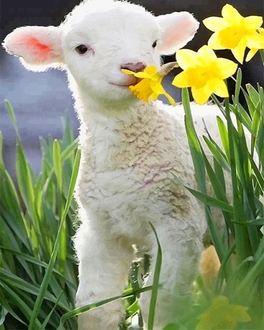 

Cute Little Lamb – Paint By Numbers - 40*50CM, 501 Original