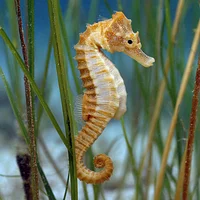 Seahorse on Seagrass - Diamond Painting