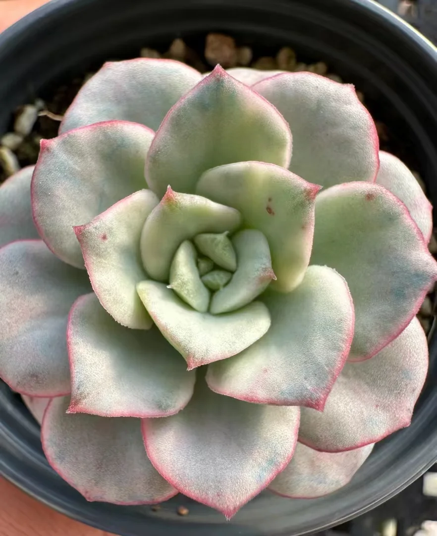 763.  Nicksana variation  single head  3-4cm / Echeveria / Succulent plants / Garden landscape / Carefully select healthy plants