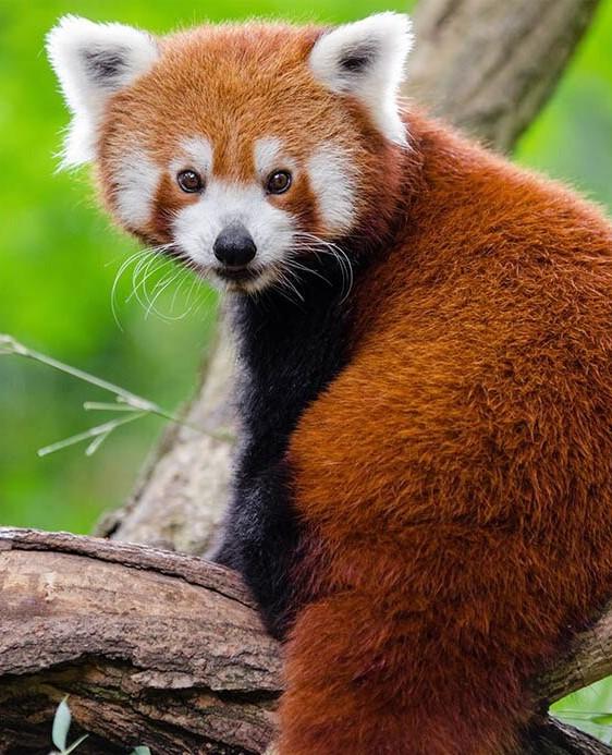 

Red Panda – Paint By Numbers - 40*50CM, 501 Original