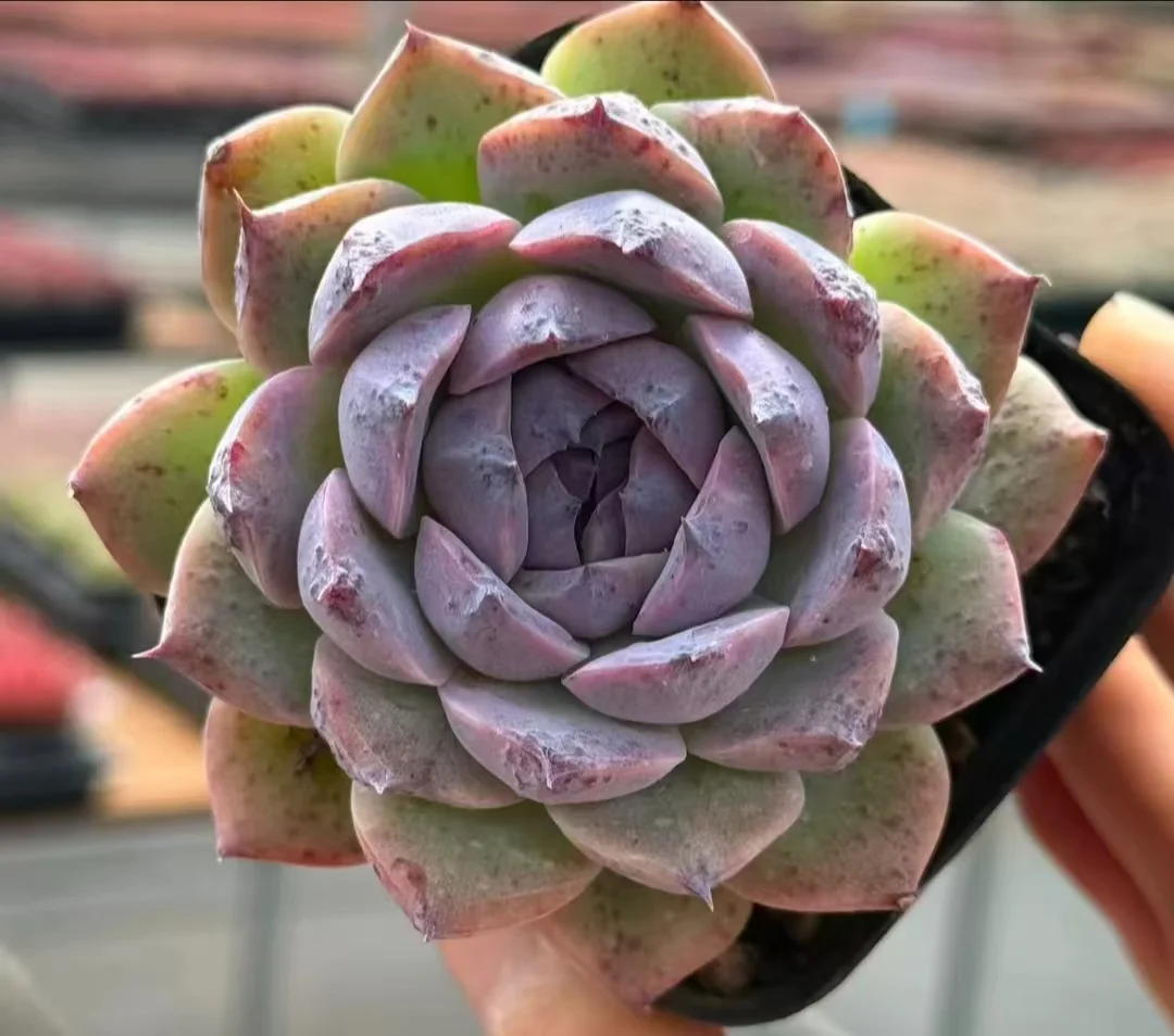 plant Aeonium Echeveria Haworthia  Caudex  Lithops Cactus  Agave 