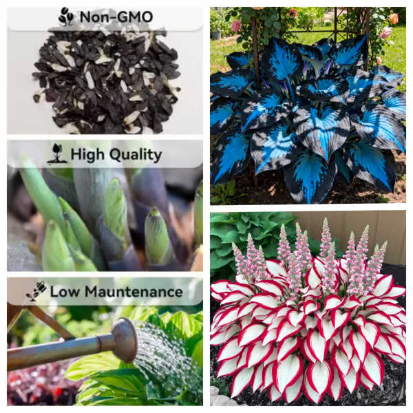 🔥🔥Last day clearance🔥Premium Rare Hosta Seeds🌿Shade-Tolerant Plant