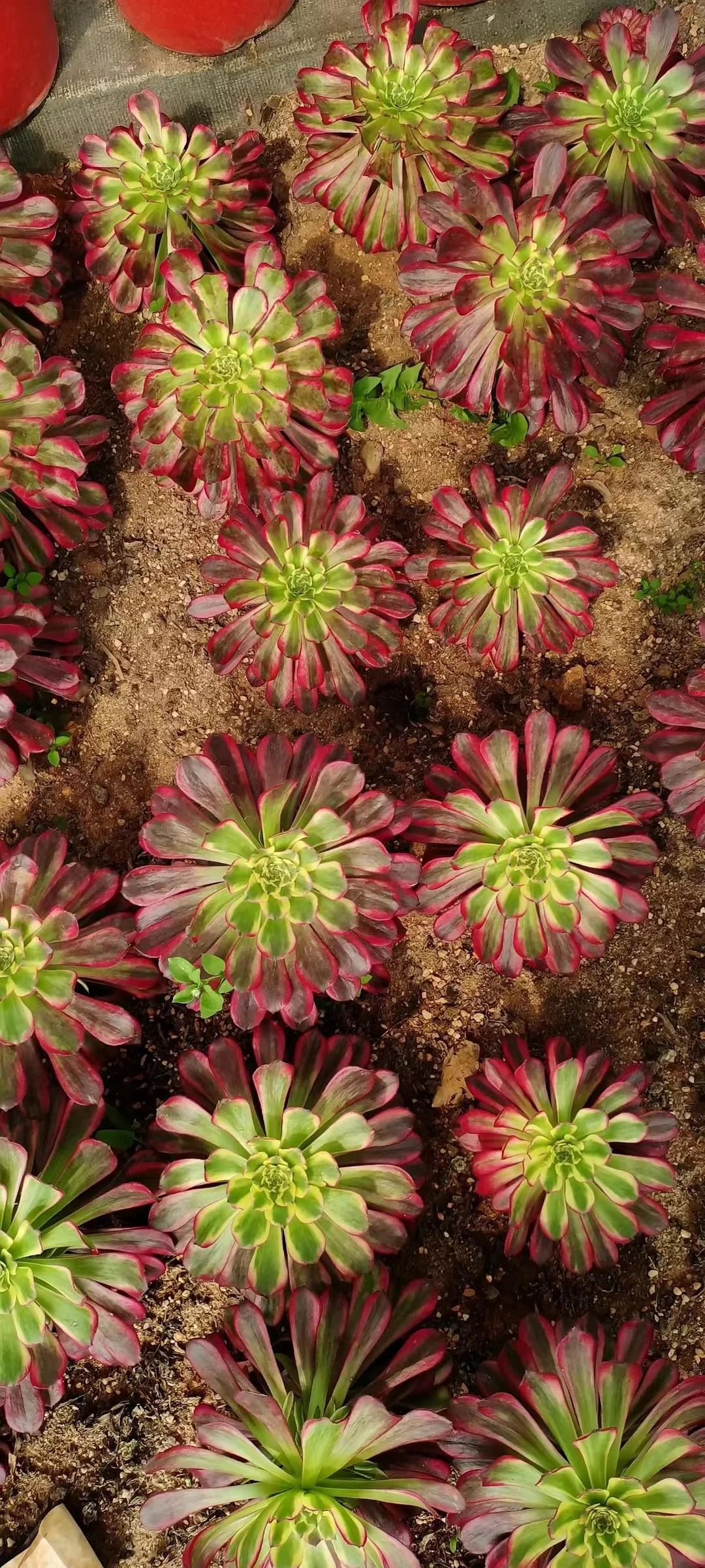 plant Aeonium Echeveria Haworthia  Caudex  Lithops Cactus  Agave 