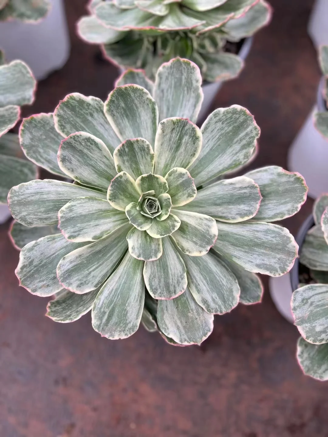 111. Orion   single head and cutting / Aeonium plants / Garden landscape / Carefully select healthy plants