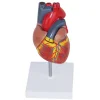Study Model Educational Model 1:1 Human Heart Anatomical Model, Color Ultrasound Heart, Cardiology, Doctor Gift Aids