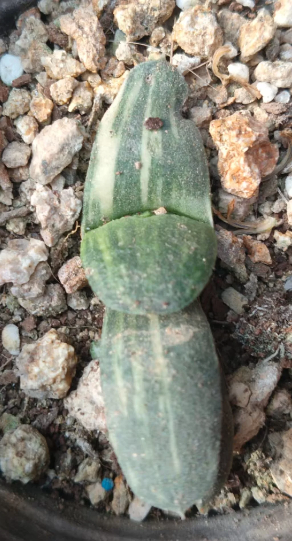 onestock.Gasteriea armstrongii f.variegata 4cm/ Haworthia/ Succulent plants / Garden landscape / Carefully select healthy plants