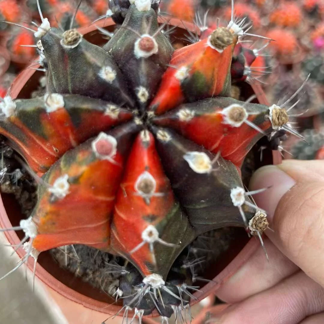 plant Aeonium Echeveria Haworthia  Caudex  Lithops Cactus  Agave 