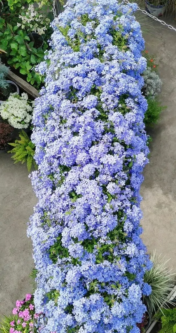 Blue Plumbago Flower Seeds - Blue Gem in the Garden