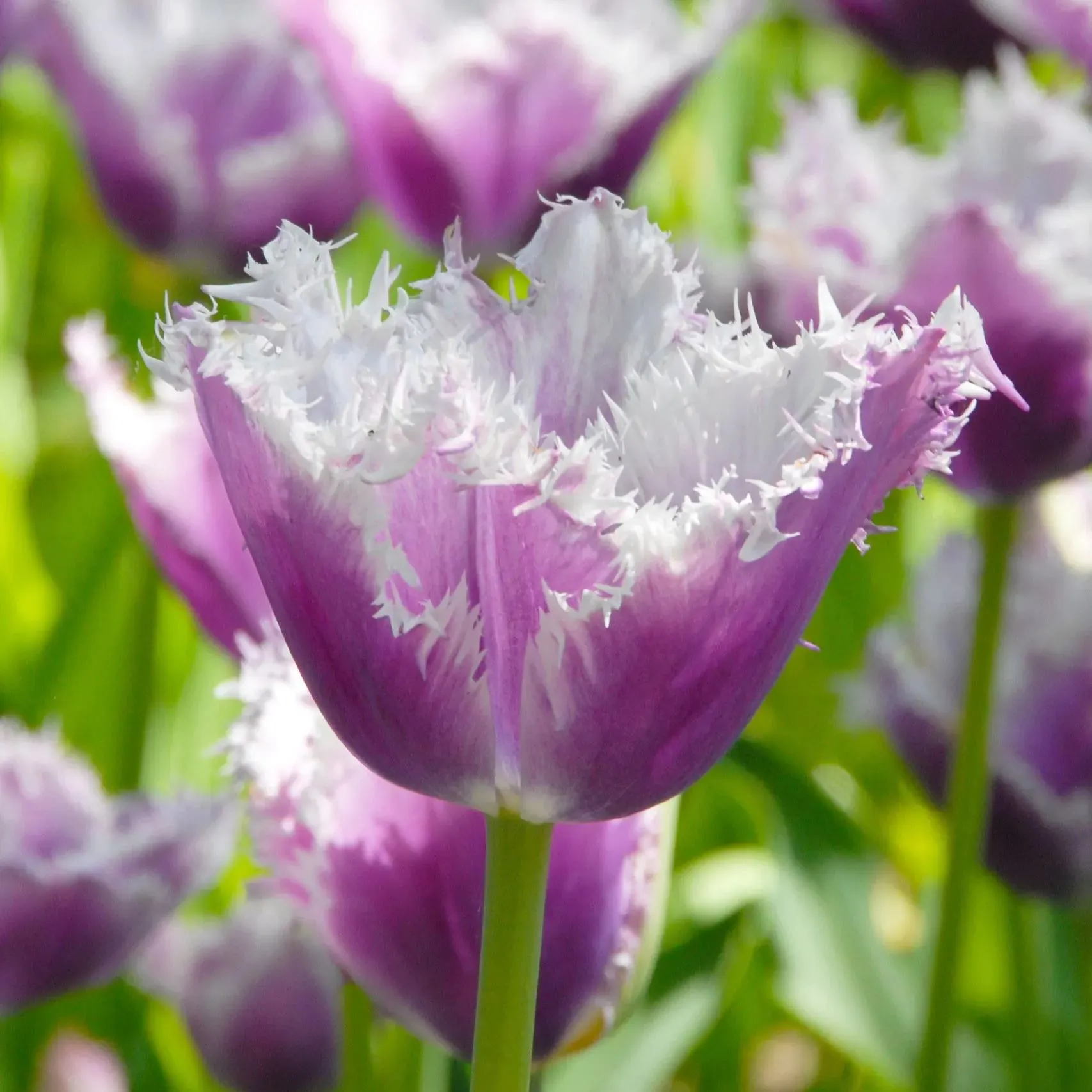 Blue Cummins Tulip Seeds