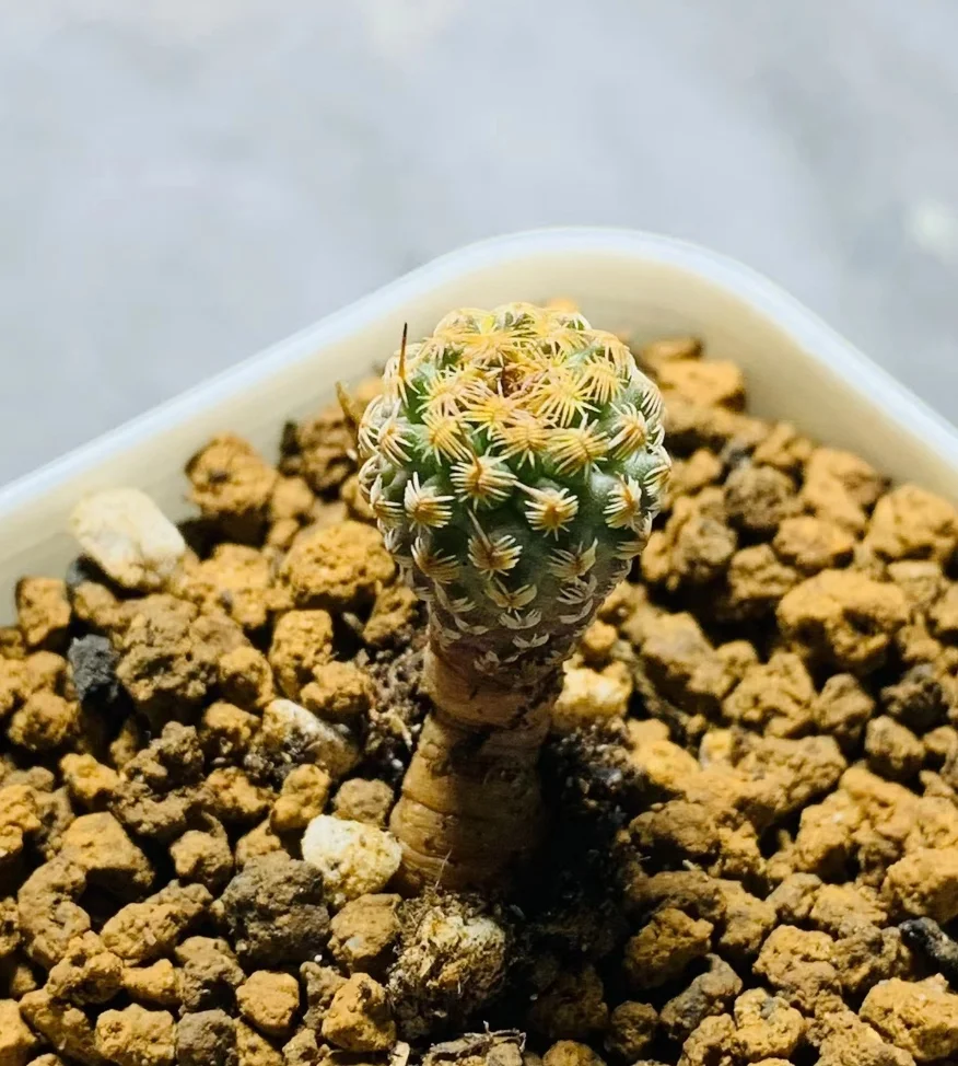 plant Aeonium Echeveria Haworthia  Caudex  Lithops Cactus  Agave 