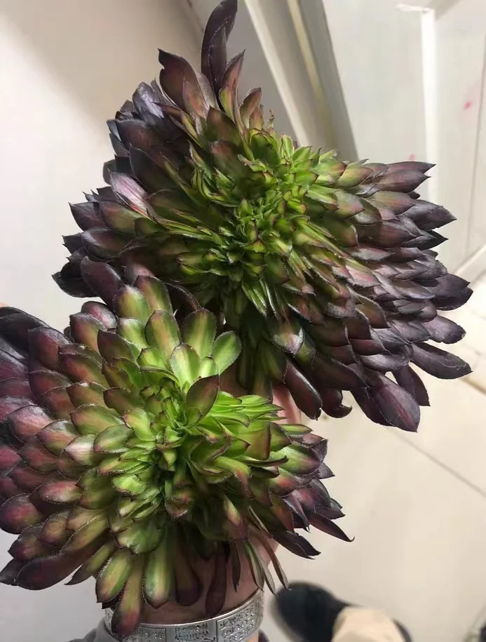 plant Aeonium Echeveria Haworthia  Caudex  Lithops Cactus  Agave 