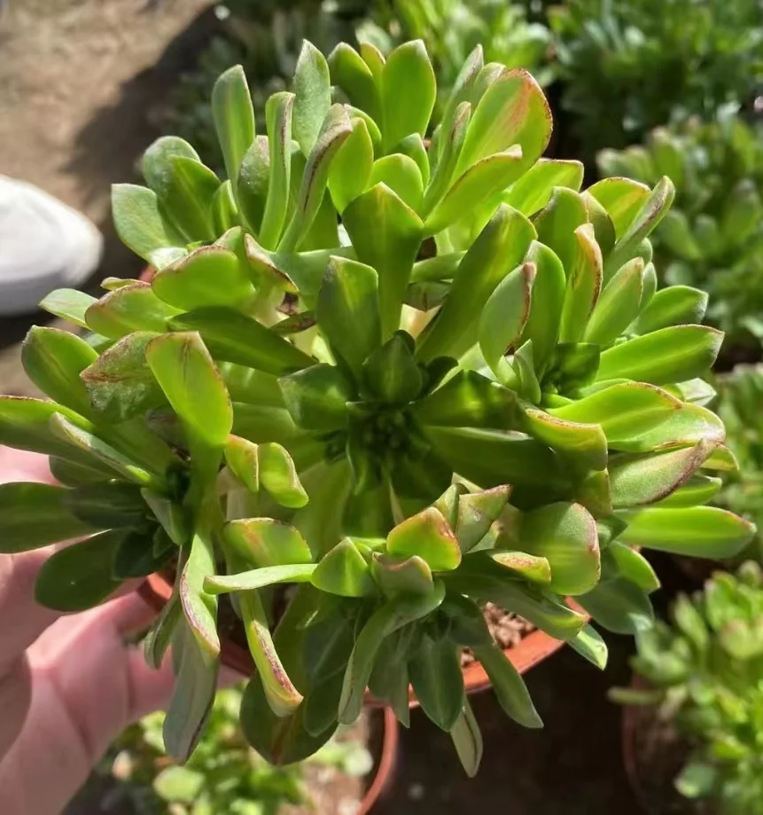 plant Aeonium Echeveria Haworthia  Caudex  Lithops Cactus  Agave 